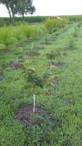 Persimmon Tree