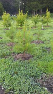 Loblolly Pine