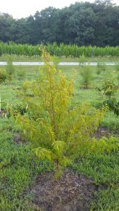 Wild Plum Tree